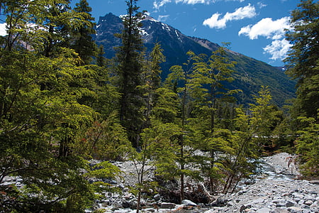 green leafed trees on mountain thumbnail