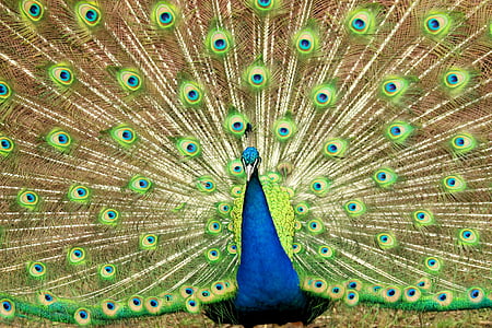 blue and beige peacock thumbnail