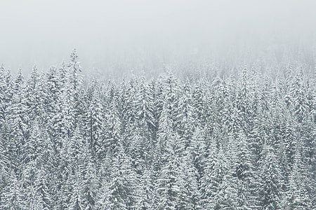 pine trees coated with snow during daytime thumbnail
