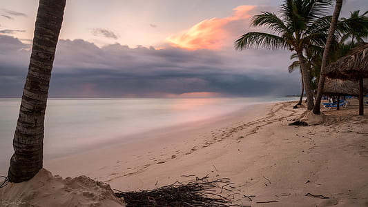 Palm Tree on Shore Near Body of Water Under Orange Sunset thumbnail