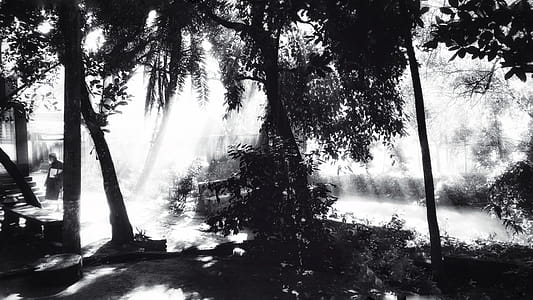 Greyscale Photo Of Trees thumbnail