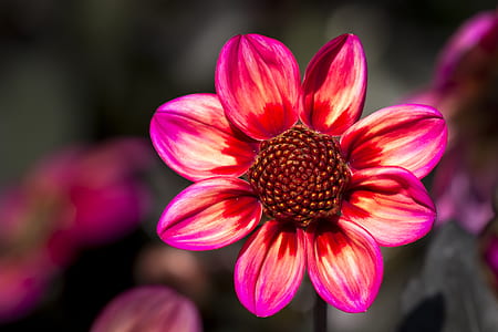 selective focus photography of pink and red dahlia flower thumbnail