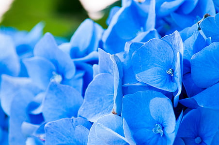 close-up photography of blue flowers thumbnail