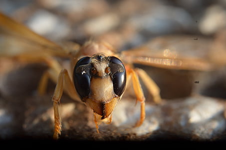 selective focus photography o brown wasp thumbnail