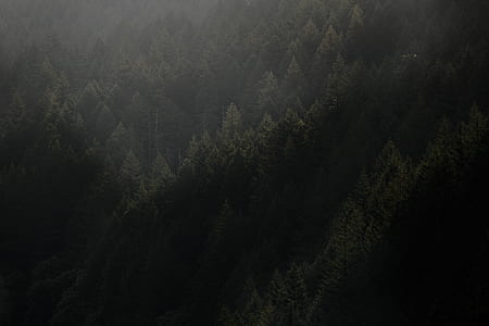 birds eye photography of forest thumbnail