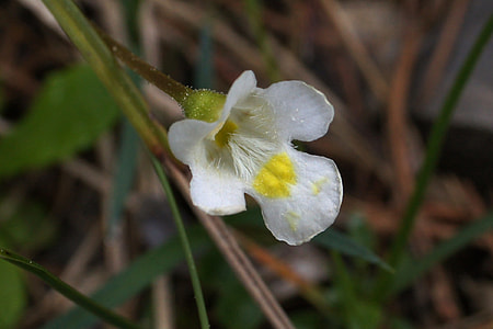 Alpine Butterwort, Pinguicula Alpina thumbnail