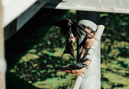 adult bird feeding the young bird on rod thumbnail