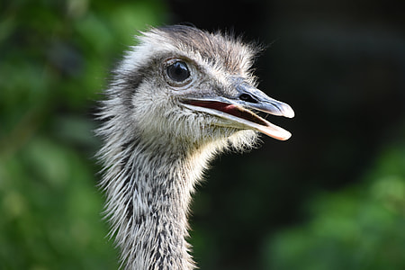 brown ostrich head photography thumbnail
