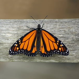 brown and black butterfly thumbnail