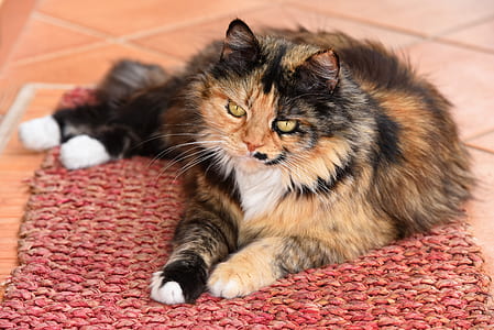 calico cat lying on red doormat thumbnail