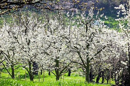white flowering tree on green grass field thumbnail
