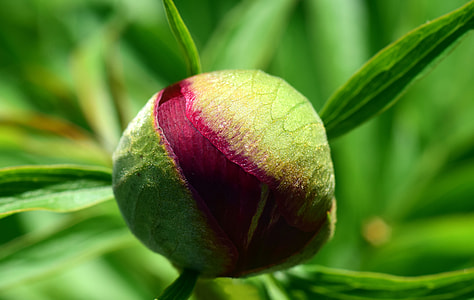 selective focus photography of green plant thumbnail