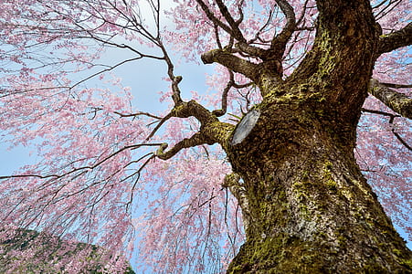 pink blossom tree thumbnail