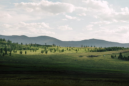 tall trees within mountain range during daytime thumbnail