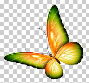 Butterfly , Yellow and Green Transparent Butterfly , green and orange PNG clipart