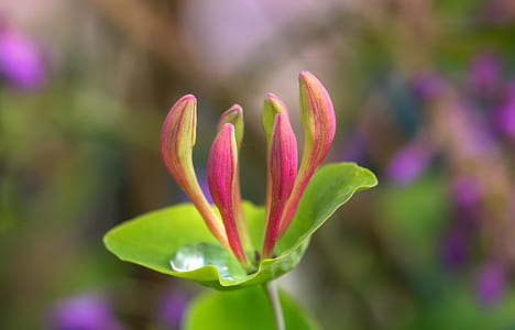 selective focus photography of pink petaled flower thumbnail