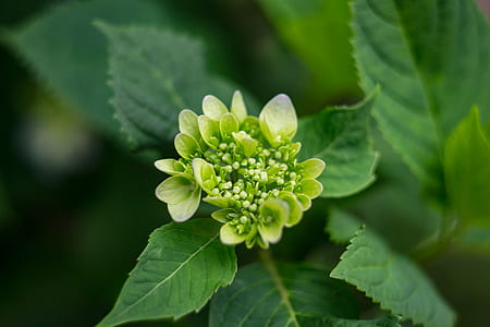 Close-up Photography of Plant thumbnail