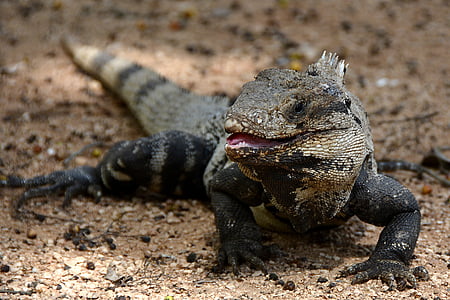 selective focus photography of black lizard\ thumbnail
