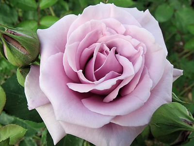 selective focus photo of pink rose thumbnail
