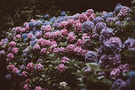 pink and purple hydrangeas field during daytime thumbnail