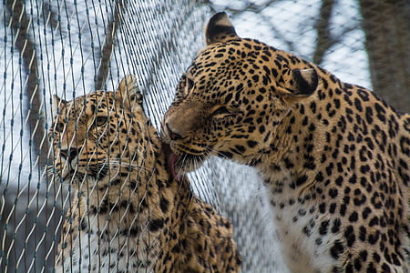 Leopard licking another leopard thumbnail