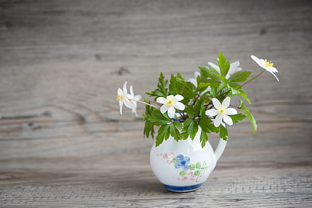 white daisy flower in vase thumbnail