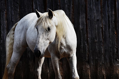 white horse beside black wall thumbnail