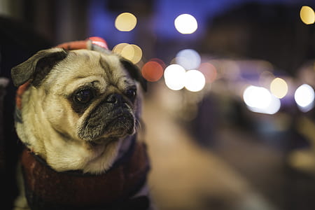 selective focus photography of adult fawn pug thumbnail