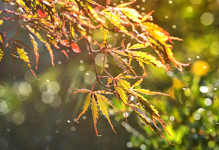 green maple leaves closeup photography thumbnail