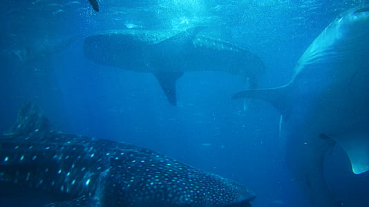 underwater photography of whales thumbnail