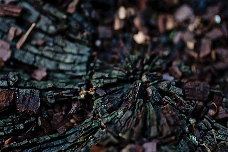 nature, landscape, soil, tree, bark, trunk thumbnail