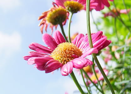 pink daisies in closeup photography thumbnail