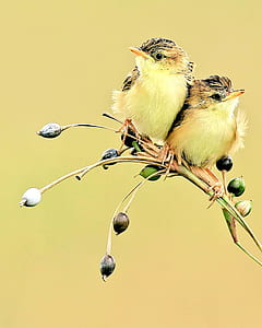 two gray-and-yellow birds photography thumbnail