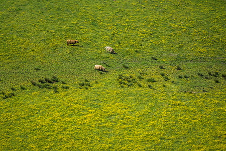 two white and one brown animal on grass during daytime thumbnail