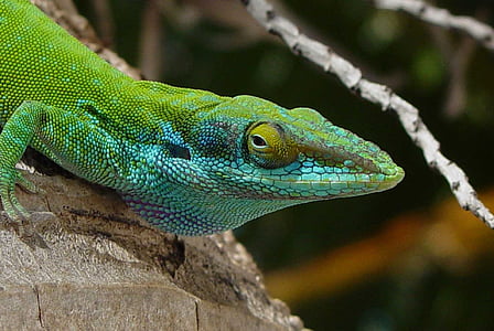 green iguana thumbnail