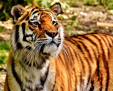 selective focus photo of brown and black tiger thumbnail