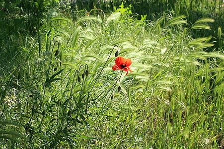 red poppy in bloom at daytime thumbnail