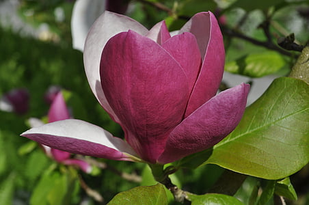 selective focus photography of purple and white magnolia flower\ thumbnail