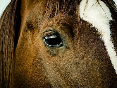 closeup photo of brown and white horse face thumbnail
