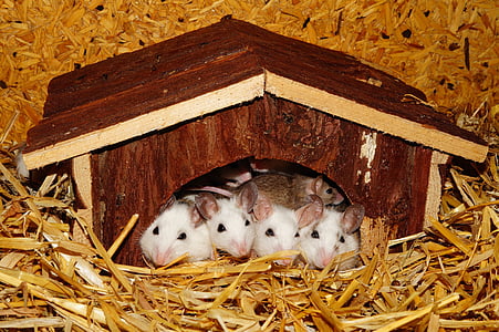 four white hamsters inside brown wooden house thumbnail