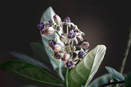 selective photo of flowers thumbnail
