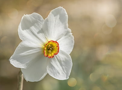 white petaled flower thumbnail