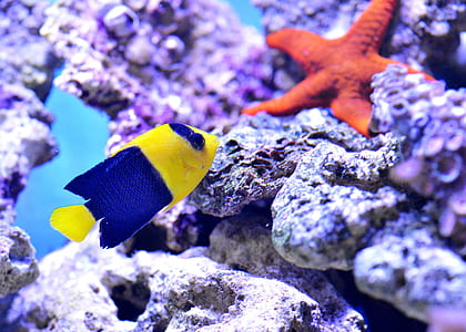 selective focus photography of blue and yellow fish underwater thumbnail