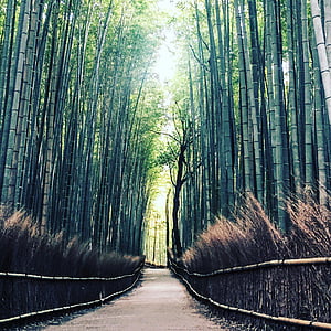 photo of green pathway in between bamboo grass at daytime thumbnail