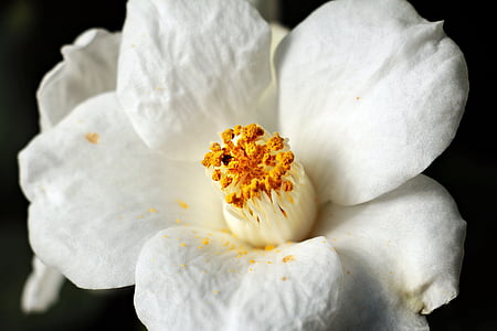 white gardenia flower thumbnail