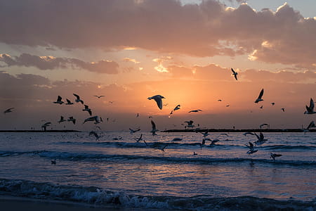 sea, dawn, nature, sky thumbnail