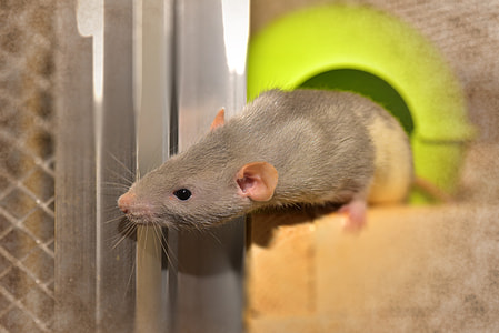 gray mouse thumbnail