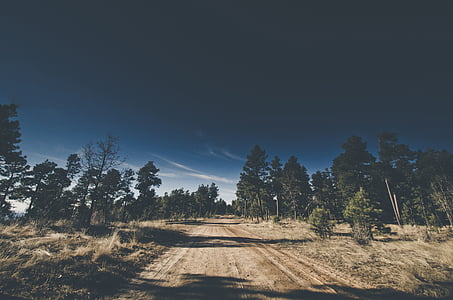 pathway between trees thumbnail