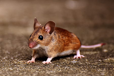 brown rat thumbnail