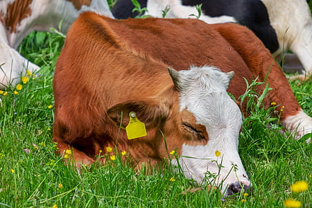 brown and white cow sleeping on grass thumbnail